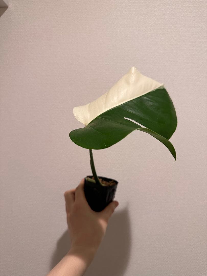 斑入りモンステラ　トップカット