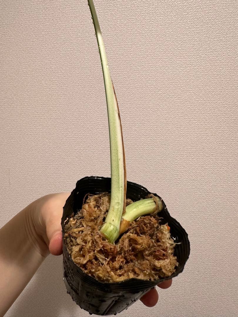 斑入りモンステラ　トップカット