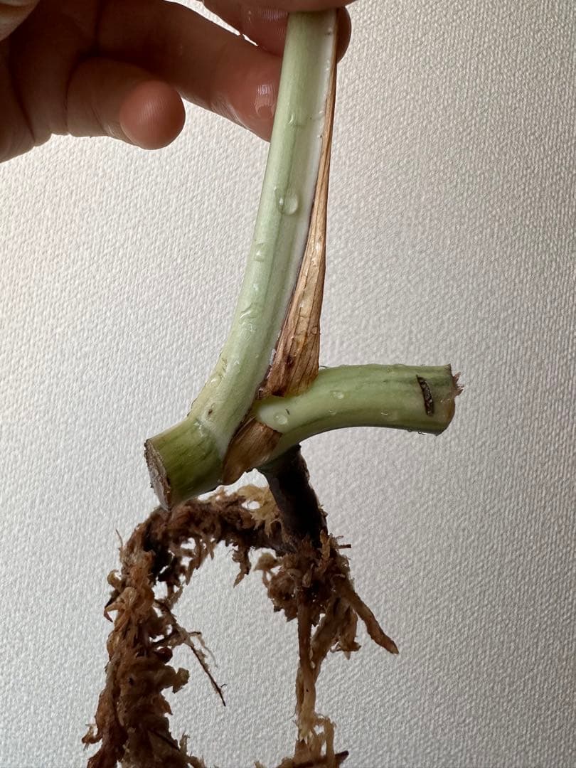 斑入りモンステラ　トップカット