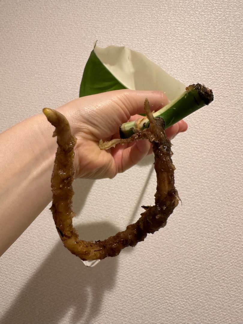 斑入りモンステラ　トップカット