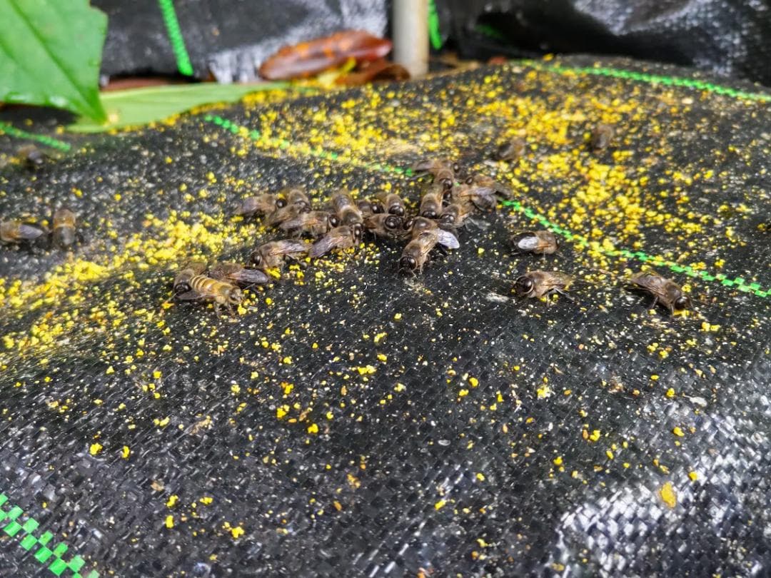 日本蜜蜂 重箱式巣箱4段 スライド底板 付巣門台座　スノコ付き　セット割有