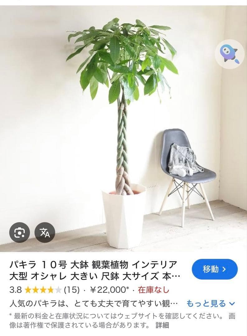 値下●引取り希望●大型　パキラ 180cm ねじりパキラ 観葉植物 植木 庭木