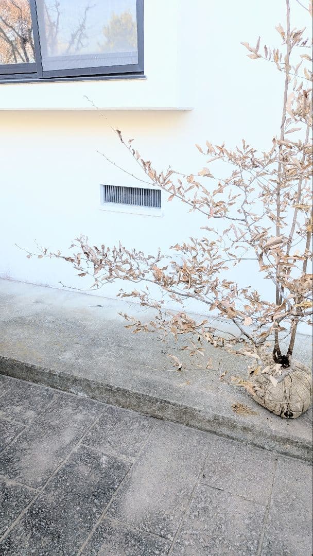 至極。山採りヤマコウバシ。