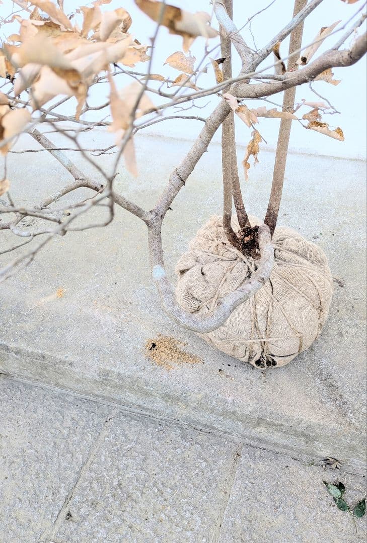 至極。山採りヤマコウバシ。