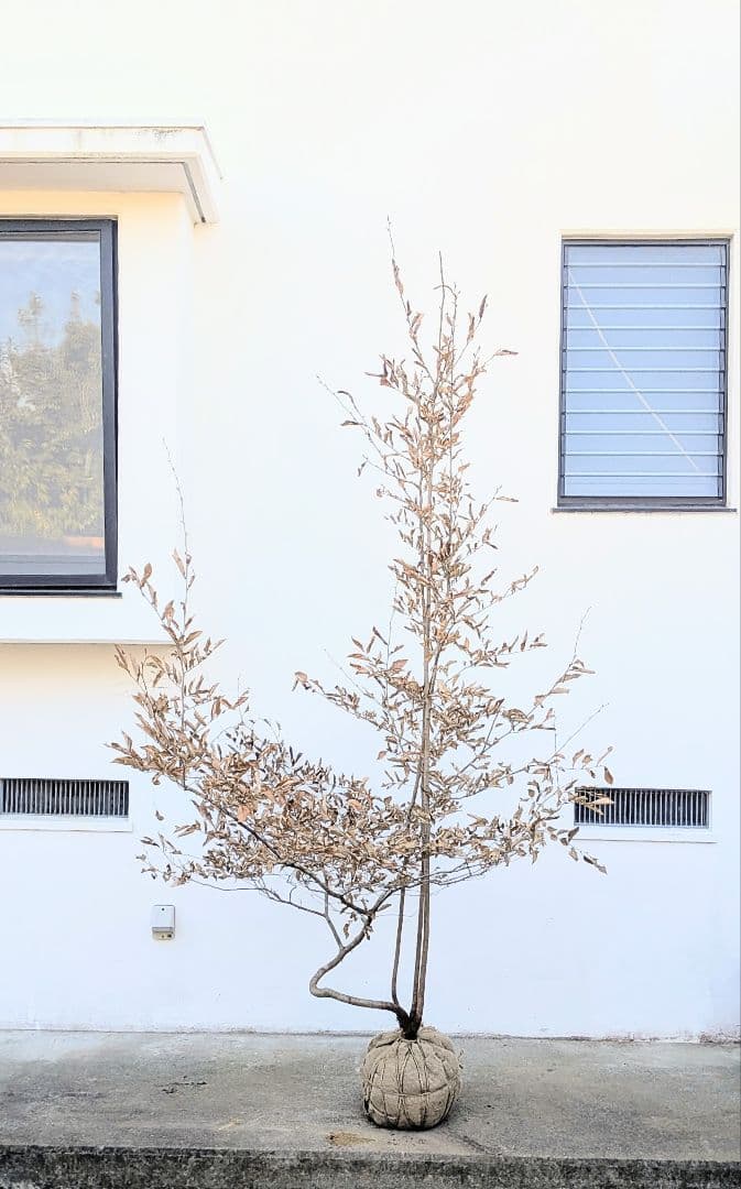 至極。山採りヤマコウバシ。