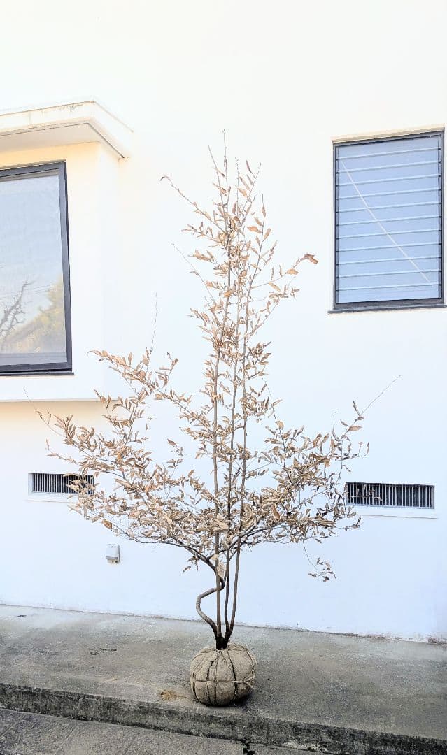 至極。山採りヤマコウバシ。