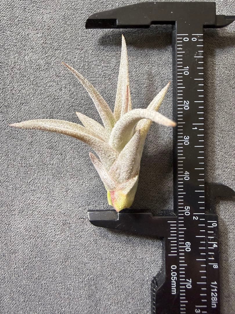 Tillandsia silver star チランジア エアープランツ