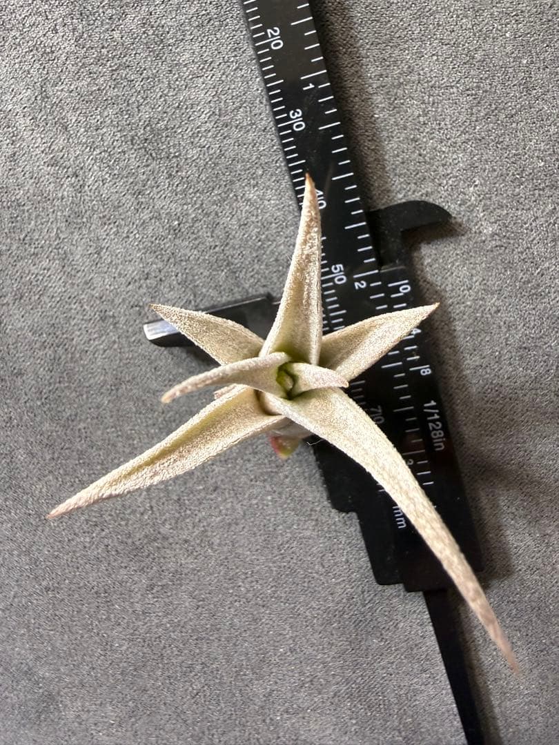Tillandsia silver star チランジア エアープランツ