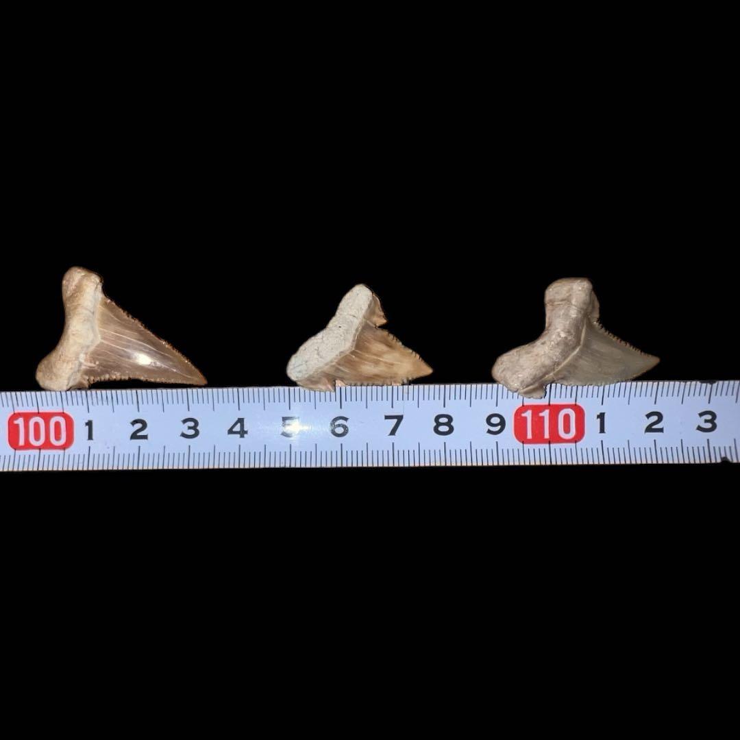 タイトル: モロッコ産パレオカルカロドンのサメの歯 - 本物の先史時代の標本