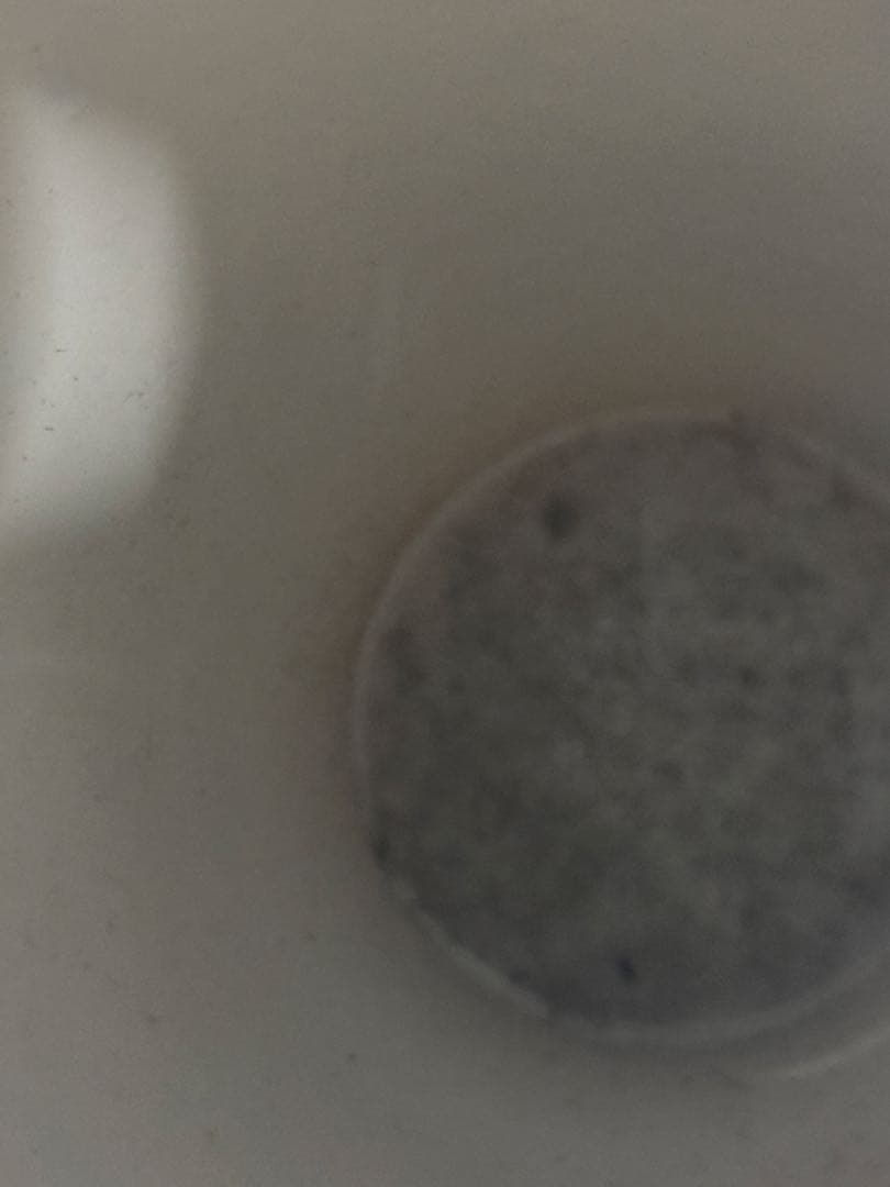 【USED美品】meissen マイセン　ブルーオニオン　花瓶　ベース