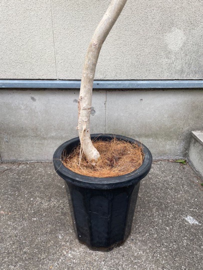 ■10年もののフィカスウンベラータ/観葉植物/210cm■気根・曲り入右脚