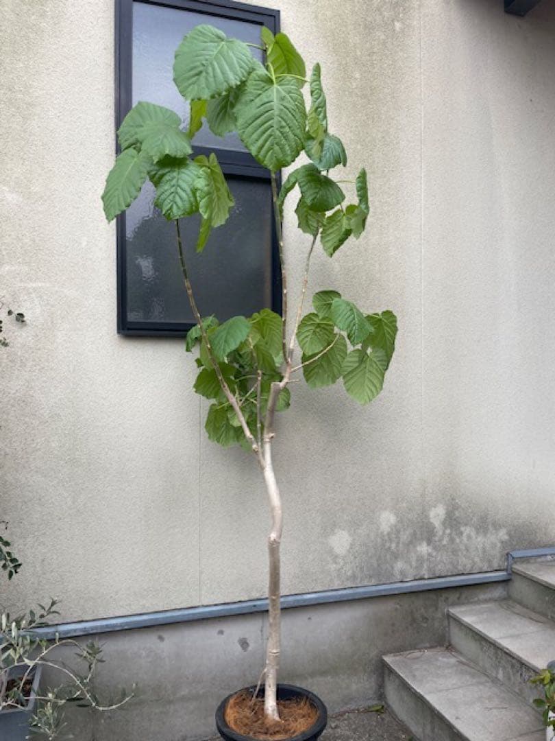 ■10年もののフィカスウンベラータ/観葉植物/210cm■気根・曲り入右脚
