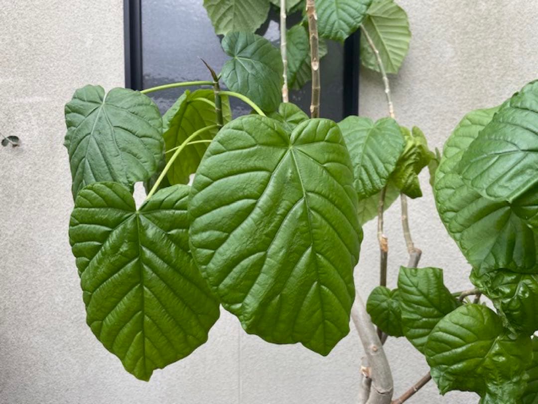 ■10年もののフィカスウンベラータ/観葉植物/210cm■気根・曲り入右脚