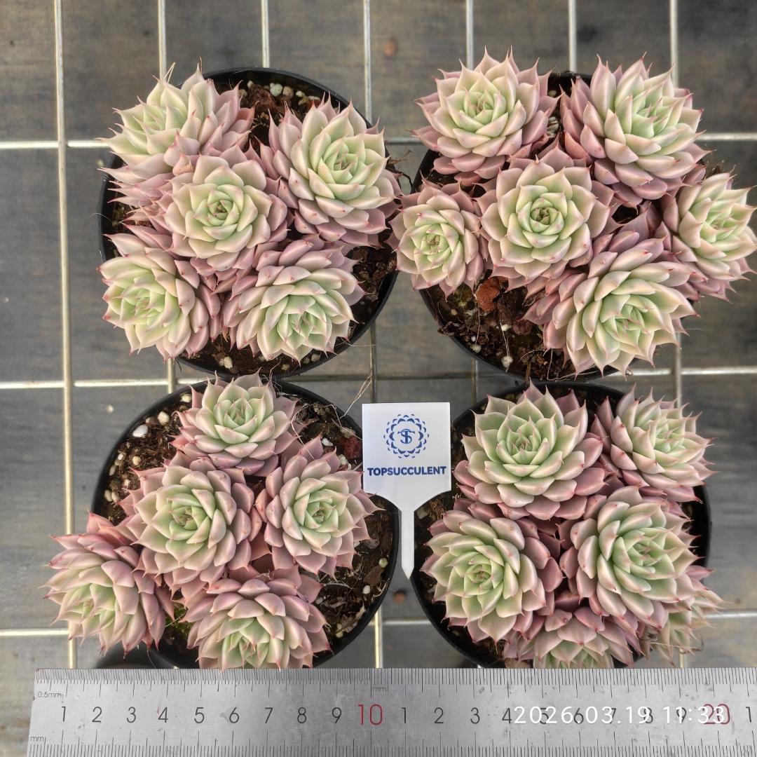 Top【選抜株】多肉植物　24358マーガレット錦　10個　鉢無し/脱土