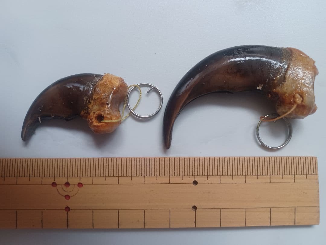 大人気 本物ヒグマの爪 親子2点セット