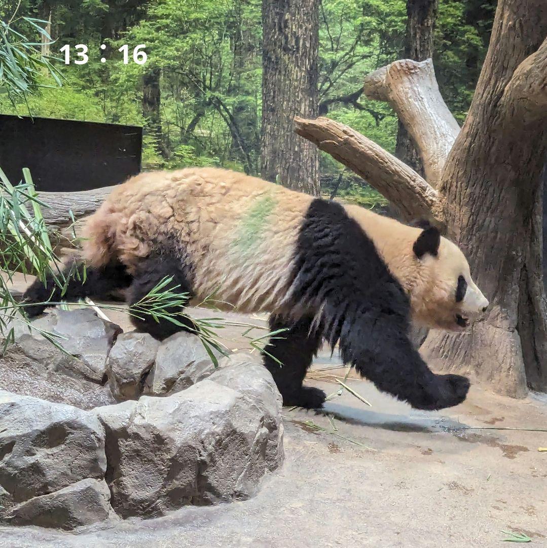 シャンシャン♡ウエデェングドレスご紹介♡