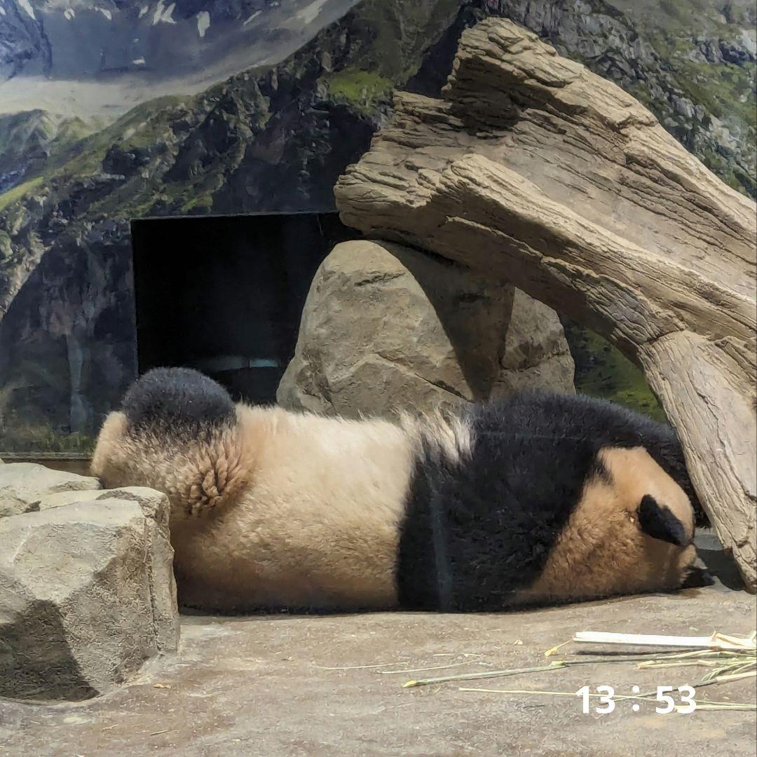 シャンシャン♡ウエデェングドレスご紹介♡