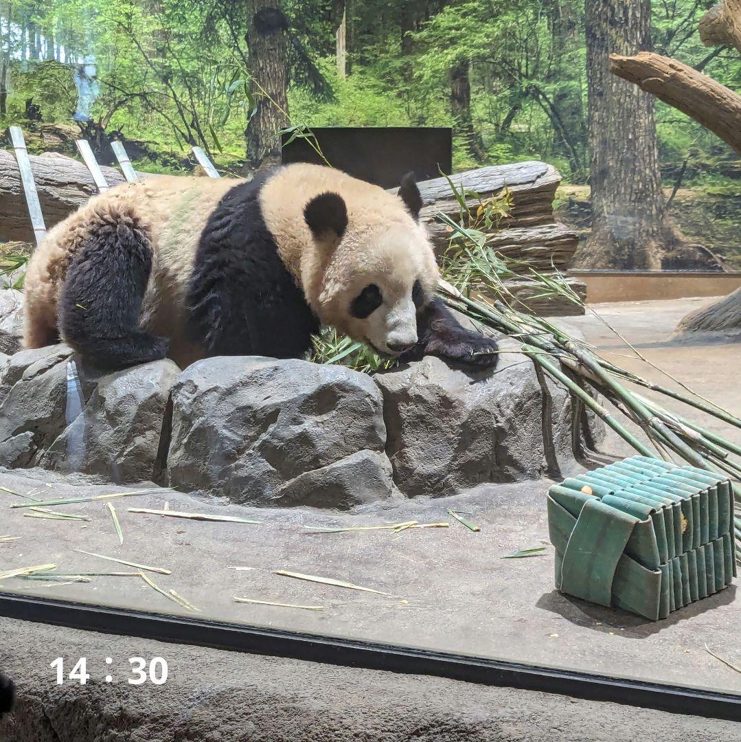 シャンシャン♡ウエデェングドレスご紹介♡