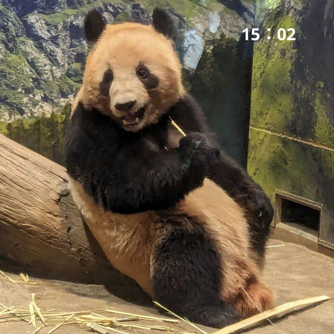 シャンシャン♡ウエデェングドレスご紹介♡