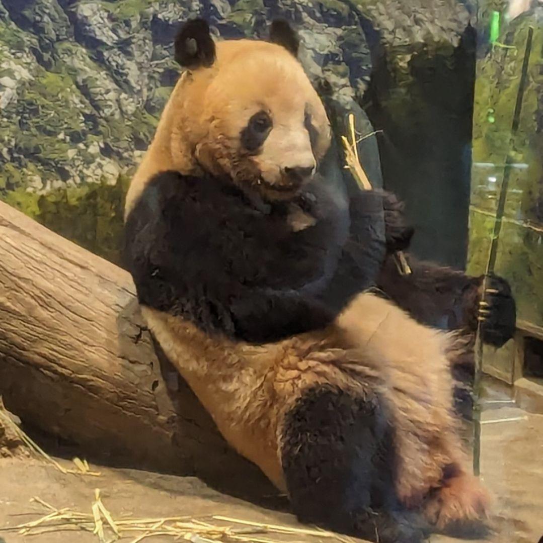 シャンシャン♡ウエデェングドレスご紹介♡