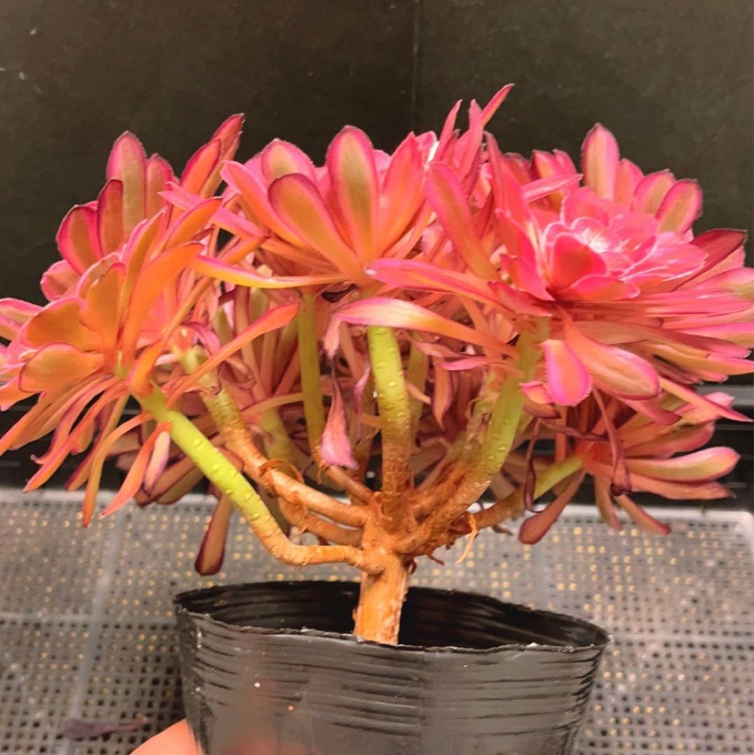 63#多肉植物アエオニウム錦❤️仙墨❤️12頭26cm拨き苗