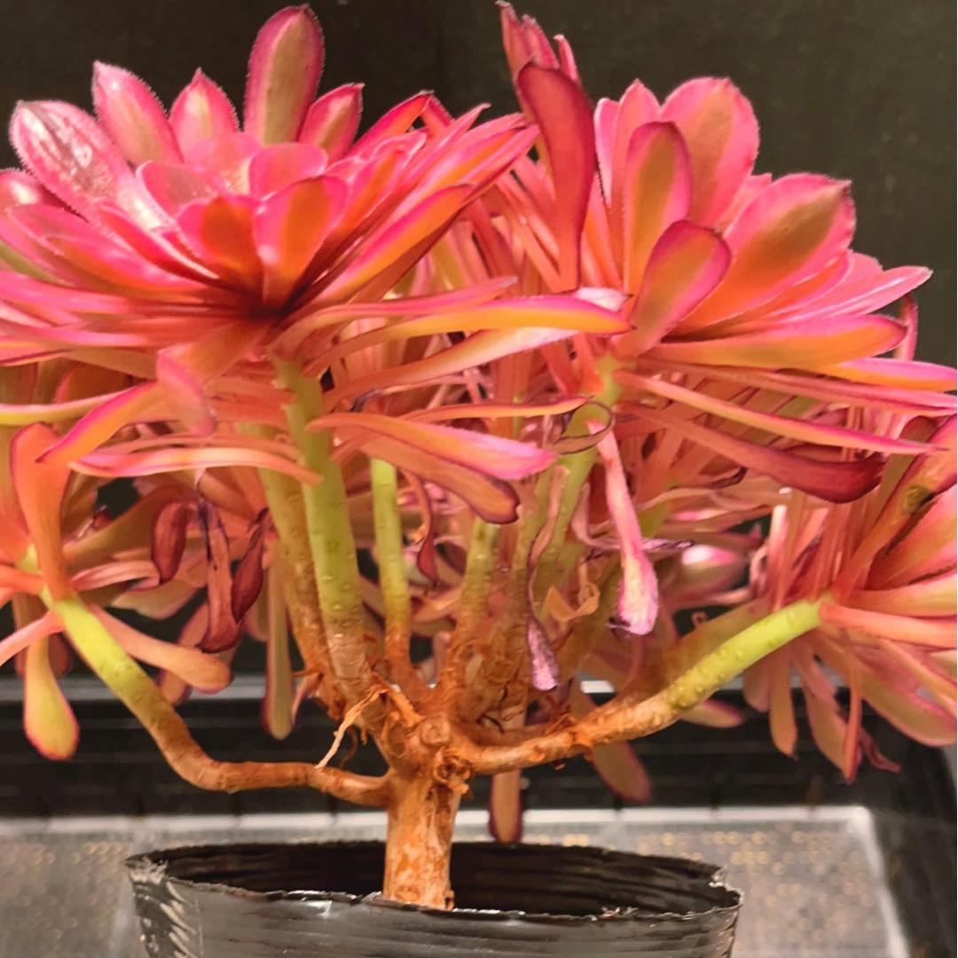 63#多肉植物アエオニウム錦❤️仙墨❤️12頭26cm拨き苗