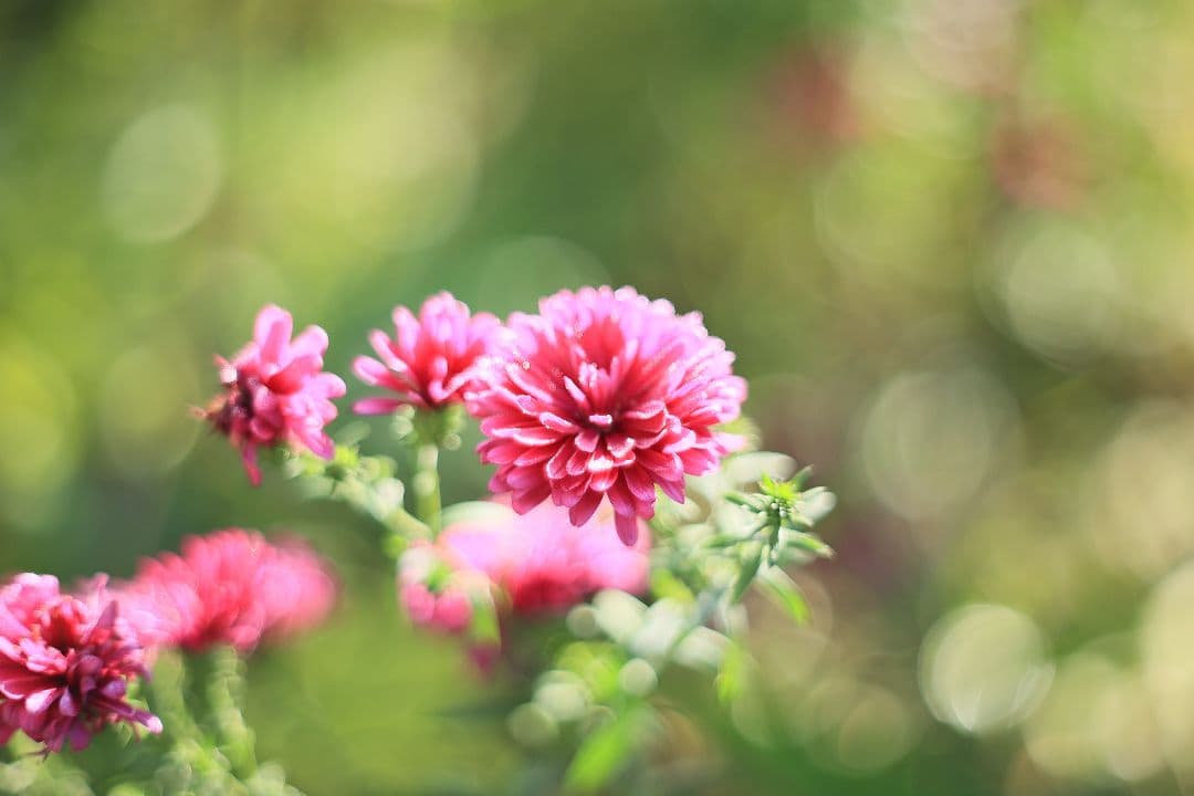 《希少》PENTACON auto 50mm F1.8 前期型 【光学美品】