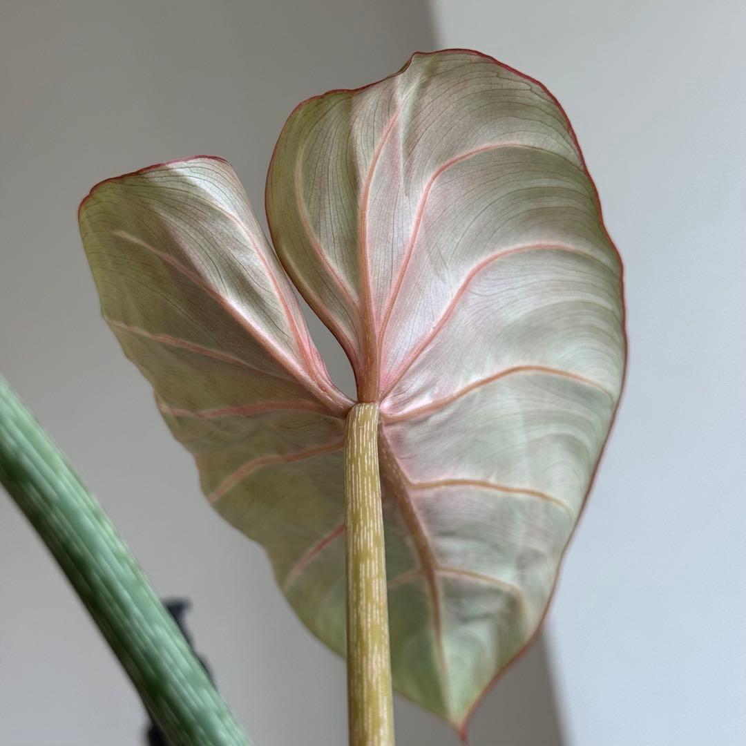 Philodendron Gloriosum Zebra グロリオーサム ゼブラ