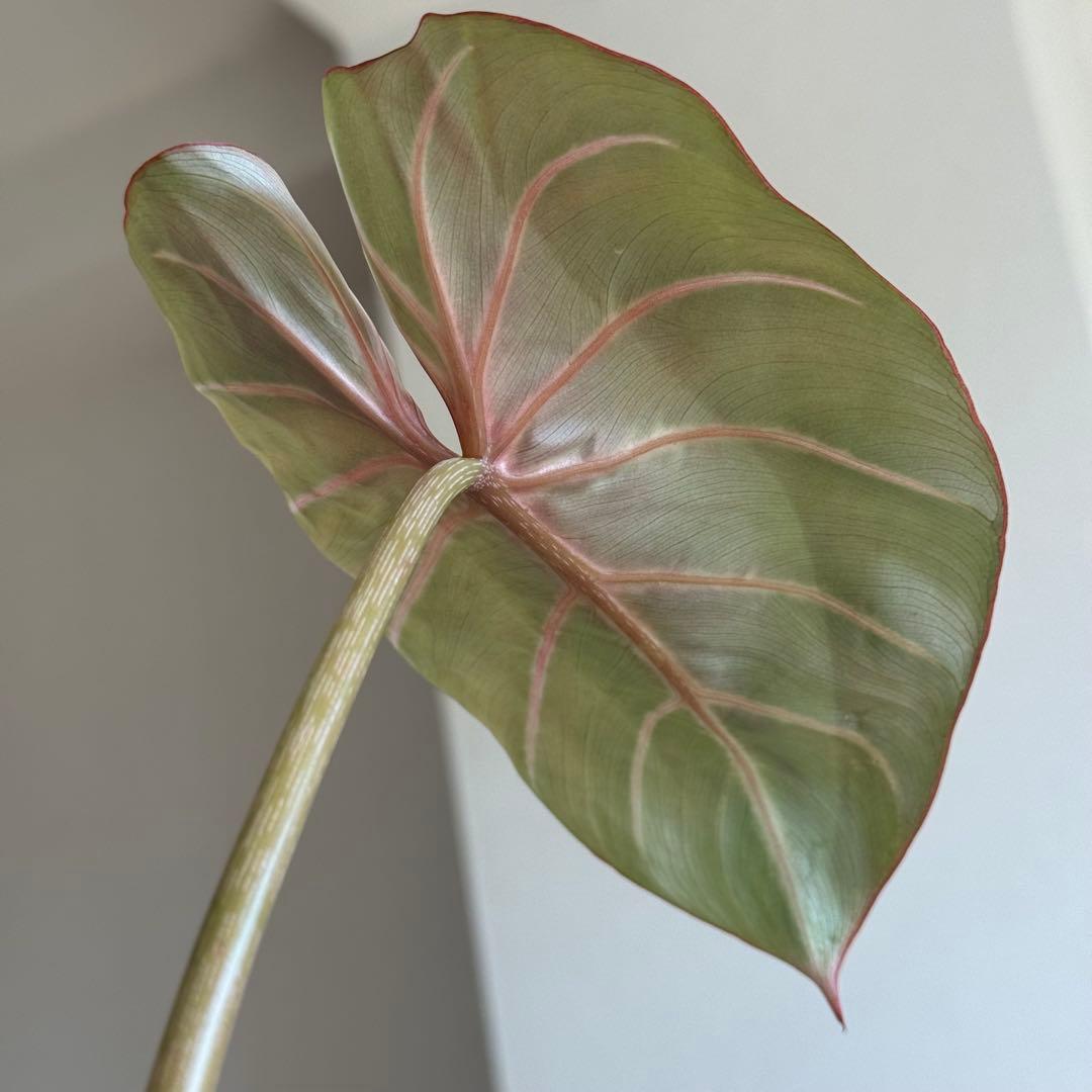 Philodendron Gloriosum Zebra グロリオーサム ゼブラ