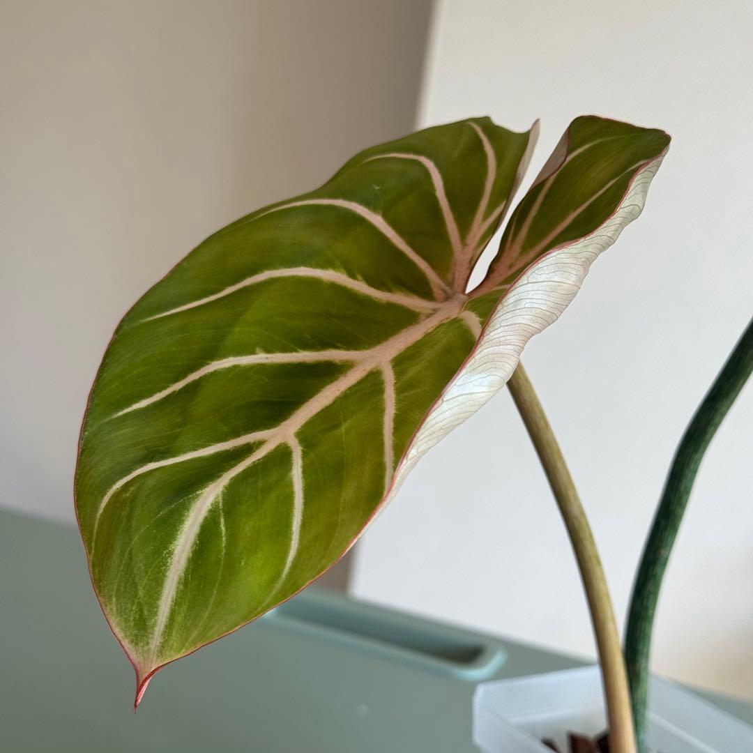 Philodendron Gloriosum Zebra グロリオーサム ゼブラ