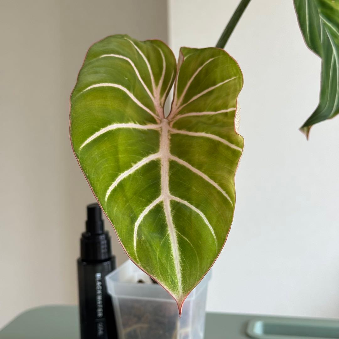 Philodendron Gloriosum Zebra グロリオーサム ゼブラ