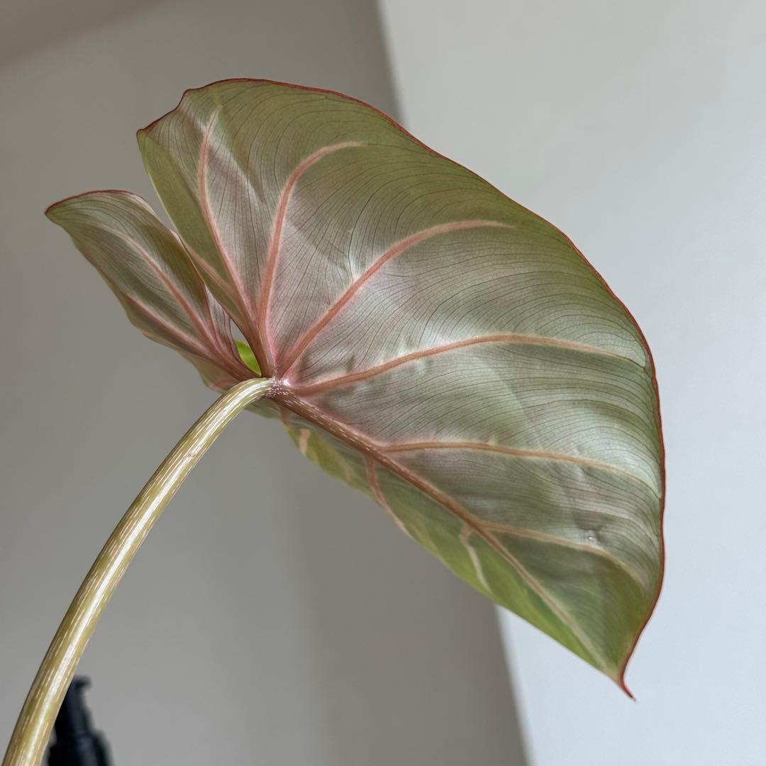 Philodendron Gloriosum Zebra グロリオーサム ゼブラ