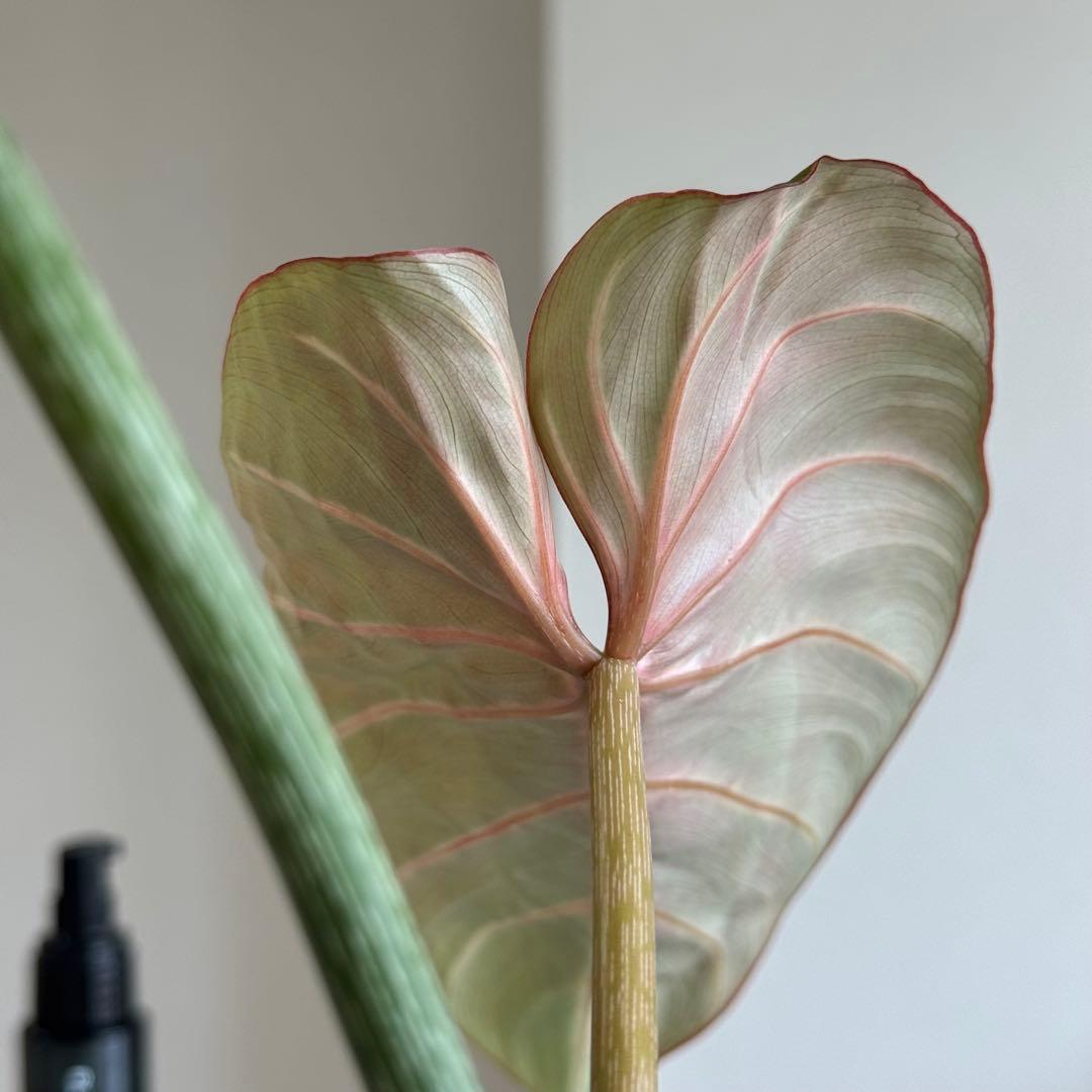 Philodendron Gloriosum Zebra グロリオーサム ゼブラ