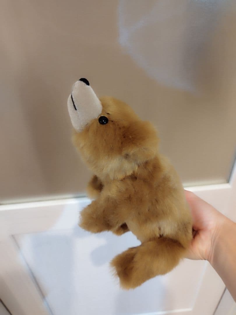 専用　だらくま（黒鼻）