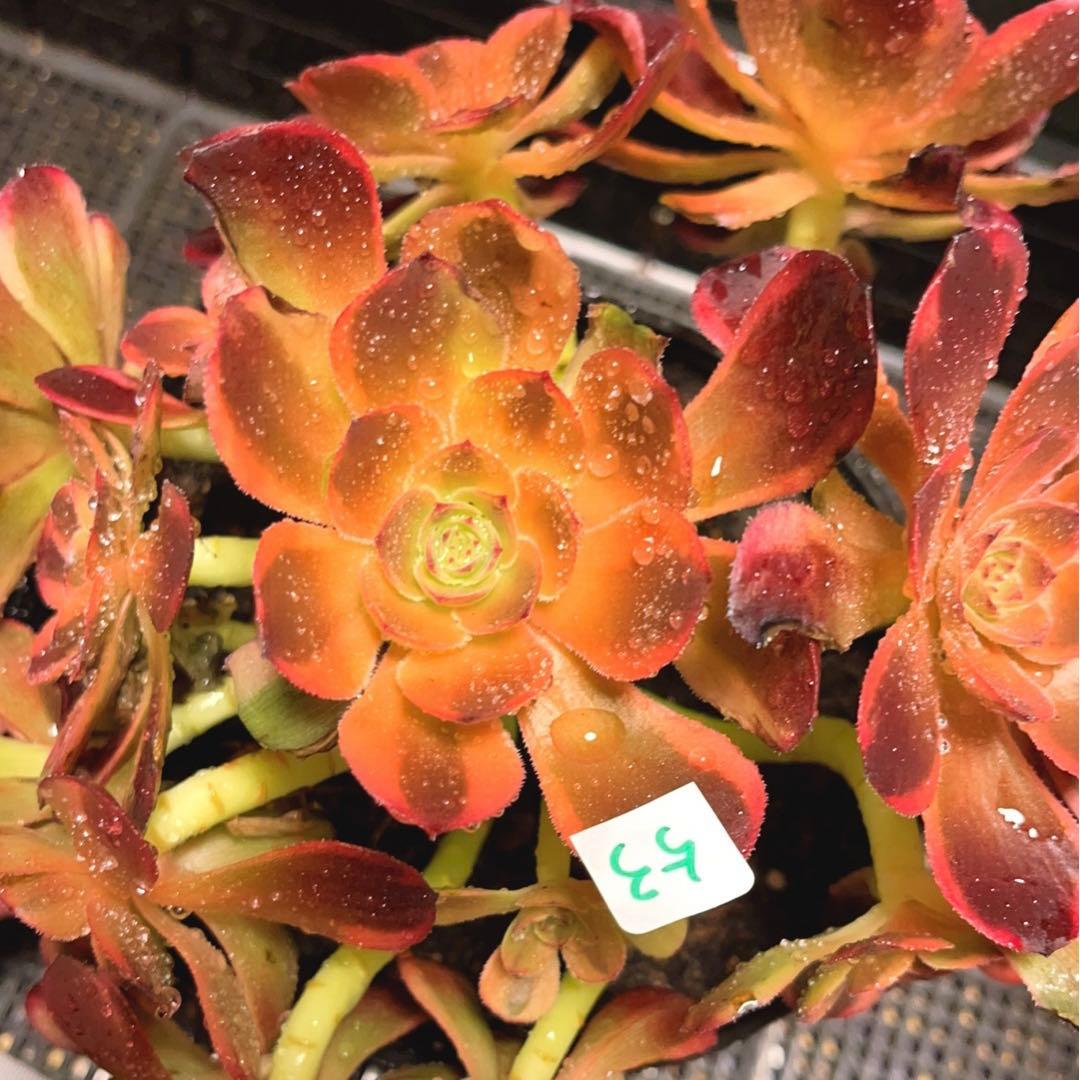 53#多肉植物アエオニウム錦❤️キツネ狩りを❤️13頭22cm 拔き苗