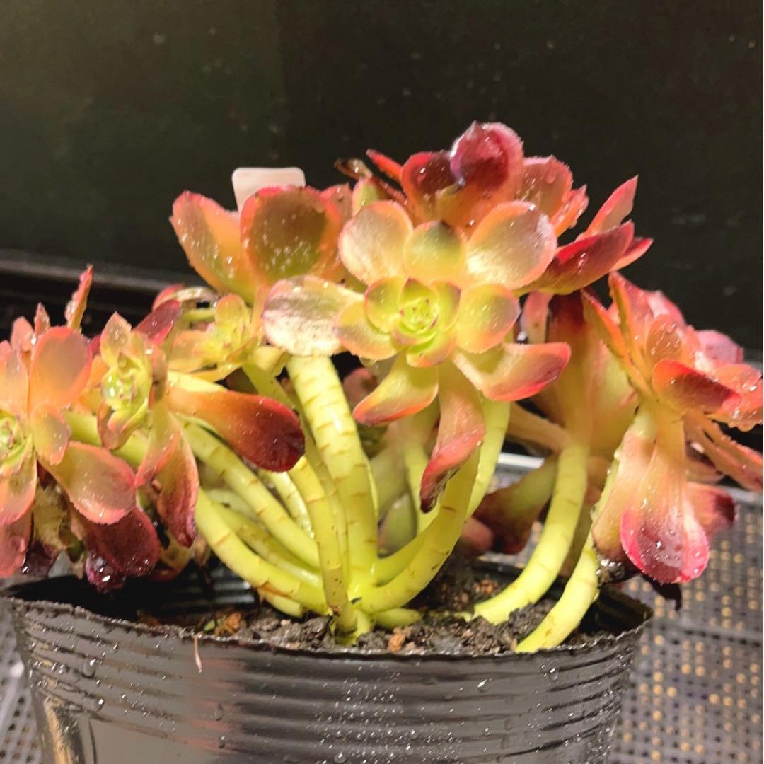 53#多肉植物アエオニウム錦❤️キツネ狩りを❤️13頭22cm 拔き苗