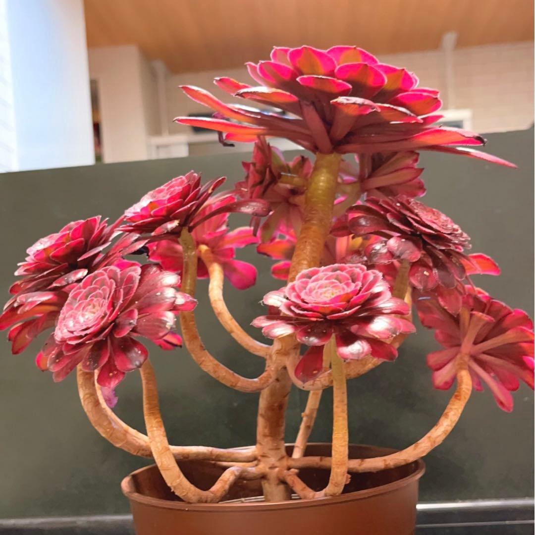 68#多肉植物アエオニウム錦❤️ガーネット白斑錦❤️1大頭13小頭29cm 鉢土付き