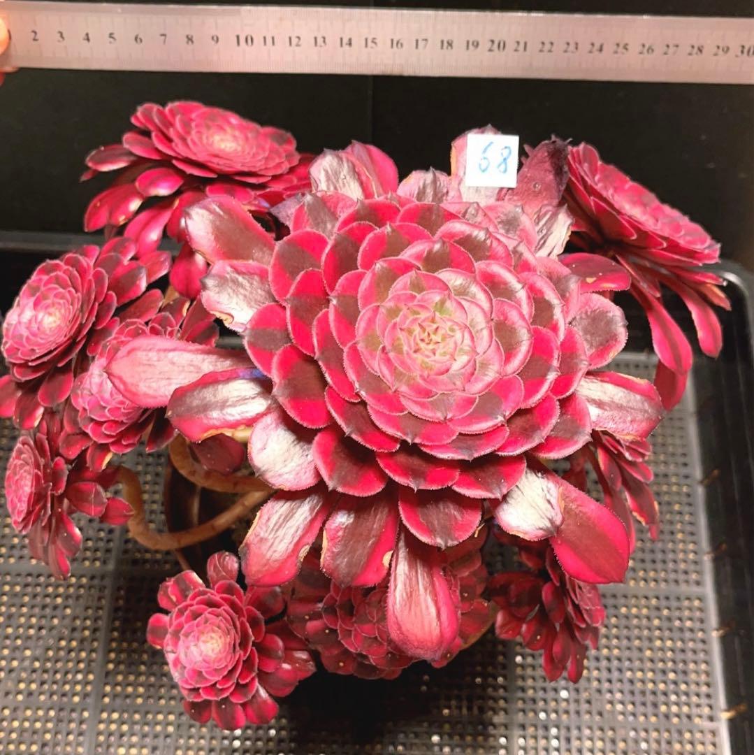 68#多肉植物アエオニウム錦❤️ガーネット白斑錦❤️1大頭13小頭29cm 鉢土付き