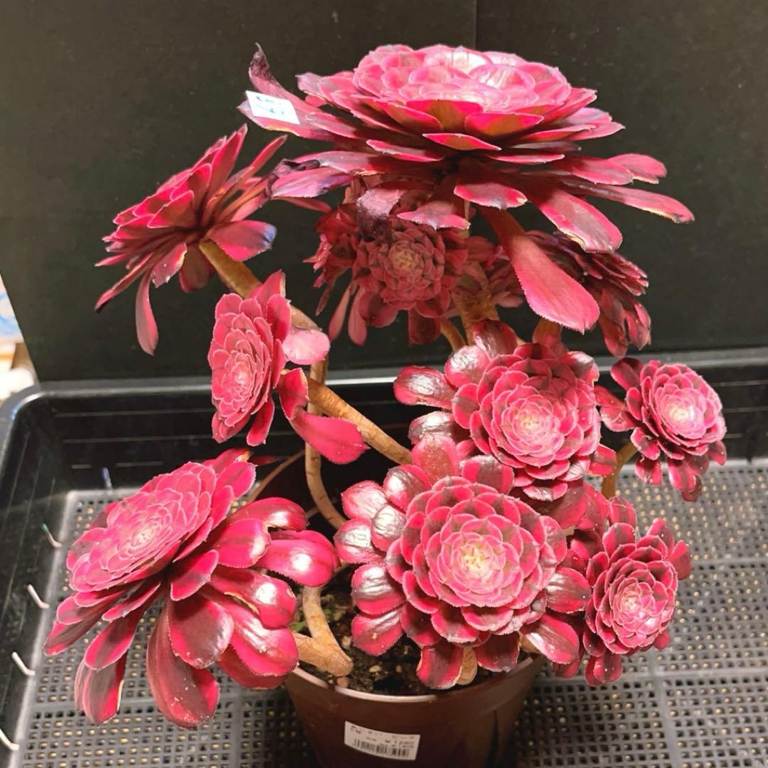 68#多肉植物アエオニウム錦❤️ガーネット白斑錦❤️1大頭13小頭29cm 鉢土付き