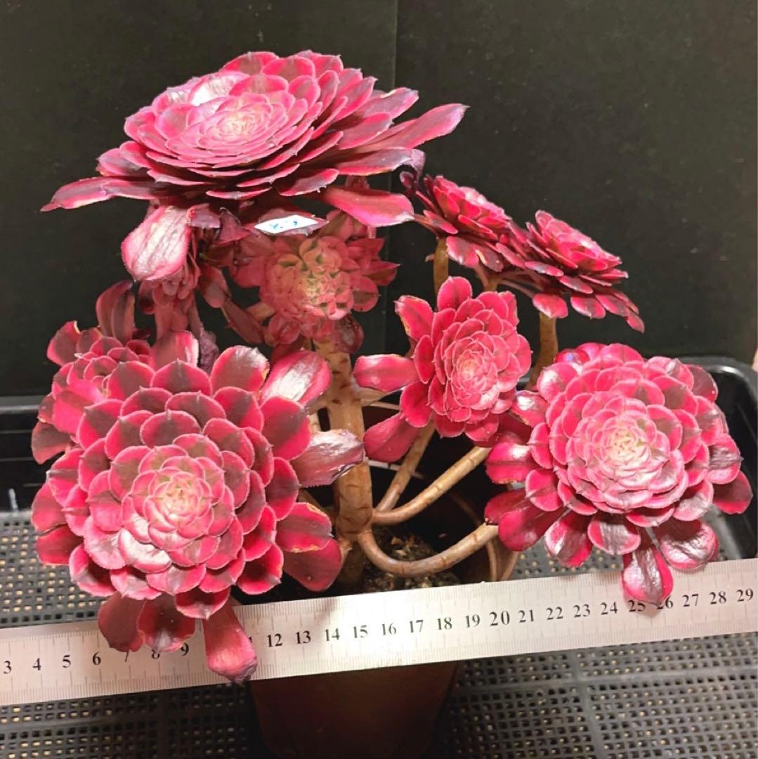 68#多肉植物アエオニウム錦❤️ガーネット白斑錦❤️1大頭13小頭29cm 鉢土付き