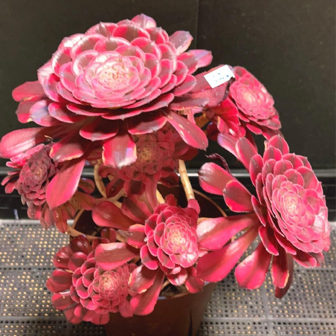 68#多肉植物アエオニウム錦❤️ガーネット白斑錦❤️1大頭13小頭29cm 鉢土付き