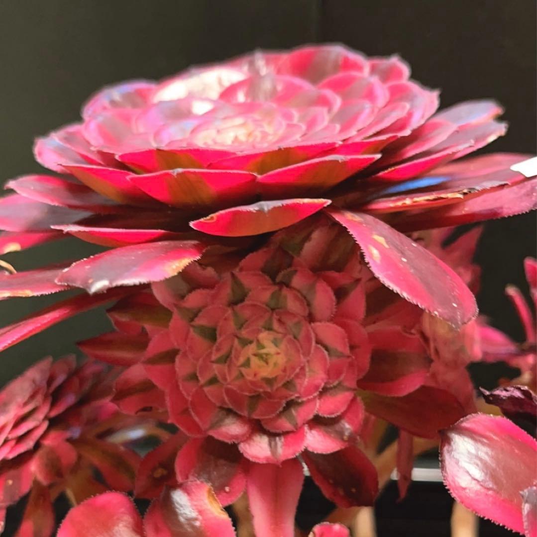 68#多肉植物アエオニウム錦❤️ガーネット白斑錦❤️1大頭13小頭29cm 鉢土付き