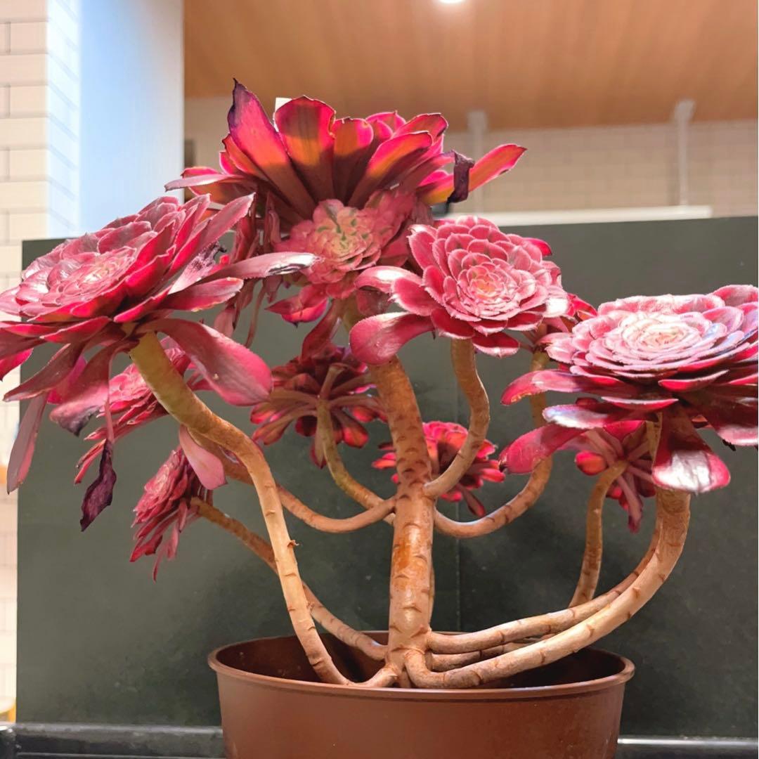 68#多肉植物アエオニウム錦❤️ガーネット白斑錦❤️1大頭13小頭29cm 鉢土付き