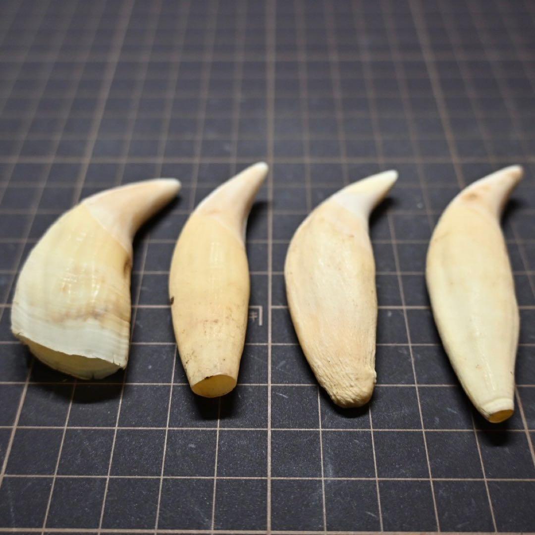 北海道　ヒグマの牙　4個セット