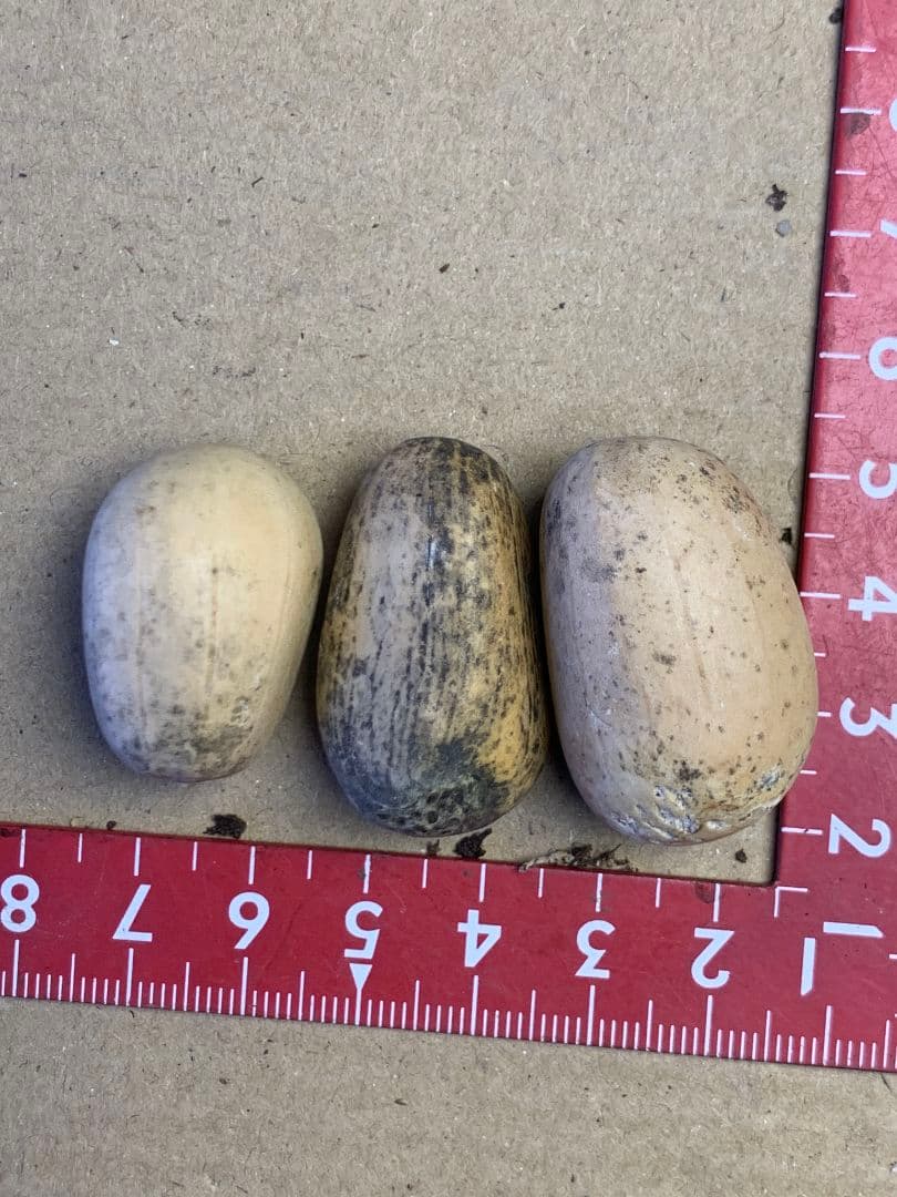 D134 エンセファラルトス　ホリダス 種子3粒