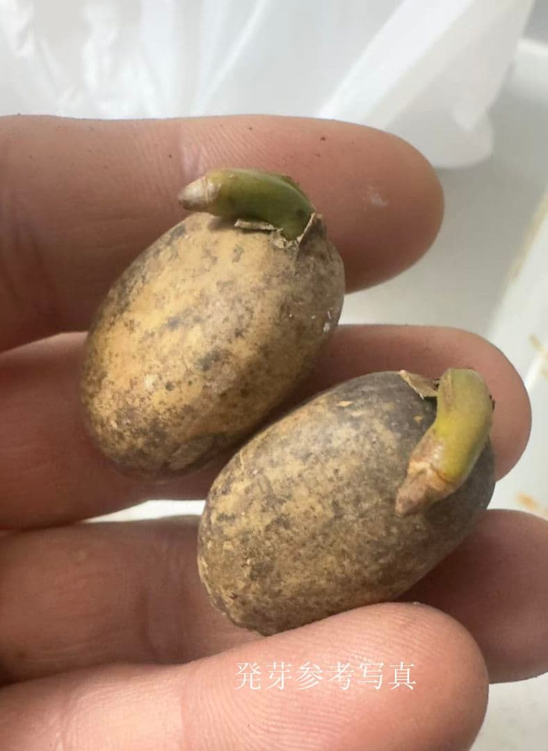 D134 エンセファラルトス　ホリダス 種子3粒