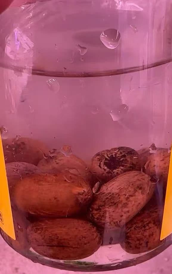 D134 エンセファラルトス　ホリダス 種子3粒