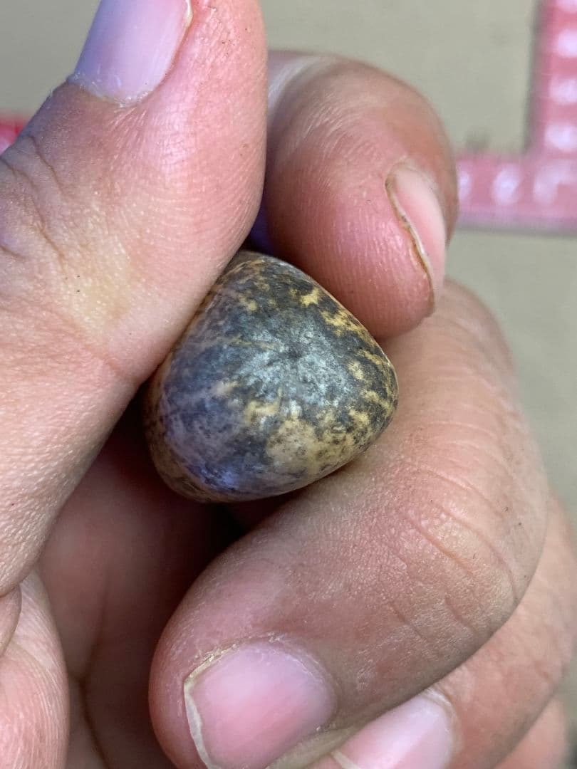 D134 エンセファラルトス　ホリダス 種子3粒