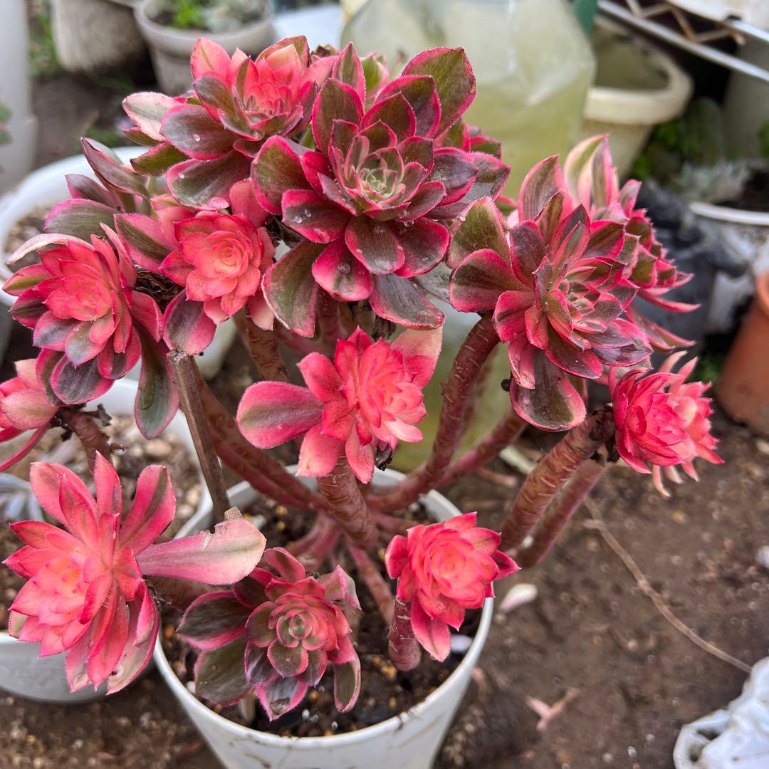 多肉植物。紅蓮花 法師錦抜き苗（発根期）