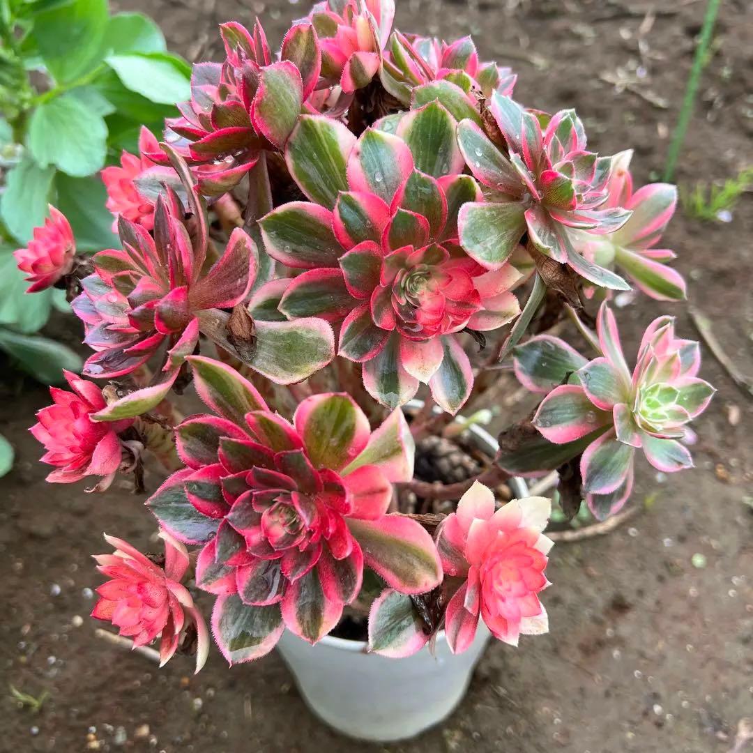 多肉植物。紅蓮花 法師錦抜き苗（発根期）